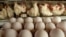 Gallinas recuperan producción de huevos