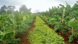 Campesino pierde usufructo por denunciar corrupción de funcionarios en entrega de tierras Campesino pierde usufructo por denunciar corrupción de funcionarios en entrega de tierras