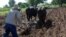 Campesino cubano arando con bueyes por falta de maquinaria