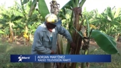 Info Martí | Campesinos cubanos piden protección al gobierno  Info Martí | Campesinos cubanos piden protección al gobierno
