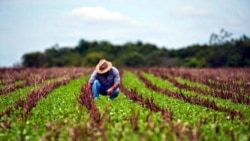 El gobierno es el responsable: señalan agricultores ante falta de alimentos El gobierno es el responsable: señalan agricultores ante falta de alimentos