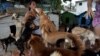 Noris Pérez tiene un refugio privado para animales en su casa en La Habana. YAMIL LAGE / AFP