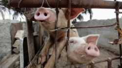 Productores de carne de cerdo en Cuba acusados de cohecho y enriquecimiento Productores de carne de cerdo en Cuba acusados de cohecho y enriquecimiento