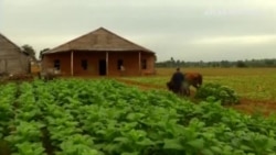El Niño está destrozando la cosecha de tabaco en Cuba El Niño está destrozando la cosecha de tabaco en Cuba